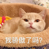 萌宠 猫星人 我骄傲了吗 呵呵 搞怪 呆萌
