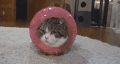 猫 喵星人 宠物 萌 可爱