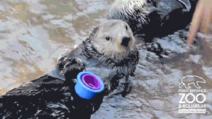 水獭 海豹 可爱 这杯子不对啦