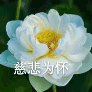 莲花 沙雕莲花 慈悲为怀