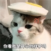 萌宠 猫星人 你看我是开心的样子吗 生气 呆萌 可爱