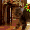 猫 搞笑 生气 萌宠