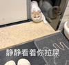 萌宠 猫星人 静静看着你拉屎 等待 呆萌 可爱