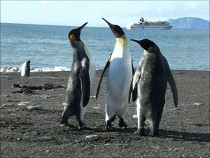 企鹅 吵架 动物 我比你厉害 搞怪