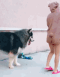 萌宠 狗狗 扭屁股 搞笑