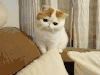 猫咪 可爱 萌萌哒 动物