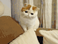 猫咪 可爱 萌萌哒 动物