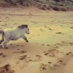 白马 奔跑 沙漠 唯美
