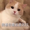 萌宠 猫星人 我看你最近是欠打 生气 搞怪 逗