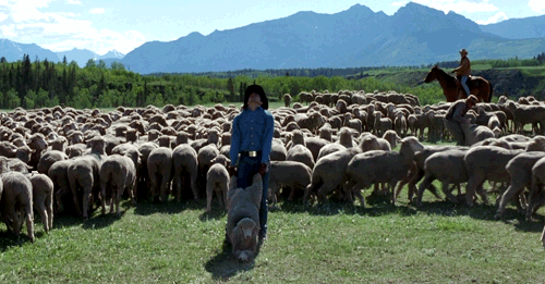 断背山 Brokeback+Mountain 羊群 放羊 杰克吉伦哈尔 经典