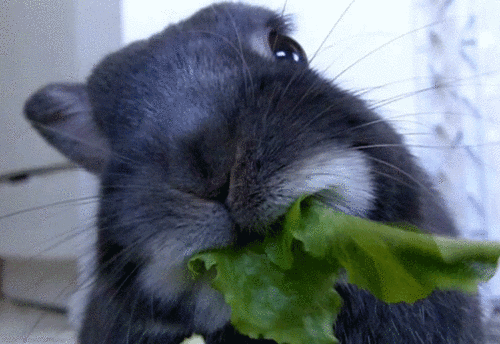 兔子 吃青菜 三瓣嘴 可爱