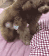 汪星人 搞笑 狗狗 萌宠 二哈