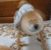 电风扇 狗狗 柴犬 柴犬风扇 可爱 卖萌