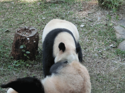 熊猫 亲子 玩乐  可爱
