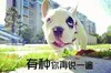 狗 做鬼脸 有种你再说一遍 搞怪