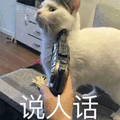 说人话 猫