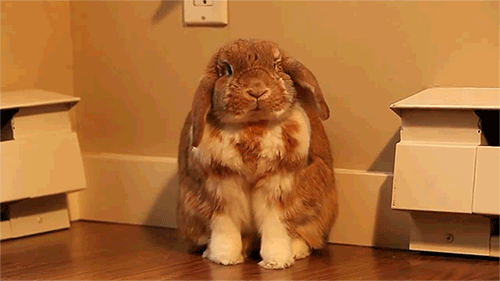 兔子 听话 乖顺