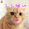 萌宠 猫咪 撩 么么哒 soogif soogif出品