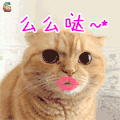 萌宠 猫咪 撩 么么哒 soogif soogif出品