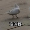 萌宠 鸽子 谁叫我 好奇 呆萌 可爱