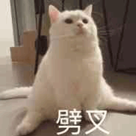 劈叉 猫 搞怪