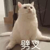 劈叉 猫 搞怪 搞怪 逗