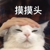 萌宠 喵星人 摸摸头 好可爱 憨憨 呆萌