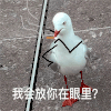 萌宠 鸽子 我会放你在眼里 嫌弃 呆萌 可爱