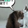 小猫 和谐 伸舌头 尿了