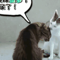 小猫 和谐 伸舌头 尿了