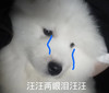 萌宠 汪星人 两眼泪汪汪 可怜 呆萌 可爱