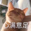 萌宠 猫星人 心满意足 羡慕 呆萌 可爱