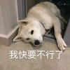 萌宠 汪星人 我快要不行了 无奈 呆萌 可爱