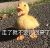 萌宠 鸭子 走了就不要再回来了 你走吧 严肃 傲娇