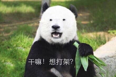 干嘛 想打架 恶搞 熊猫