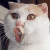 巨猥琐 搞笑  小猫 嘴巴