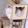 萌宠 猫星人 我什么都看见了 无奈 呆萌 可爱