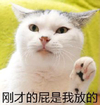 刚才的屁是我放的 猫咪 举手 搞笑