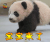 大熊猫 宝宝来了 soogif soogif出品
