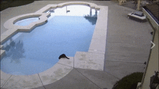 泳池 猫咪 使坏 落水