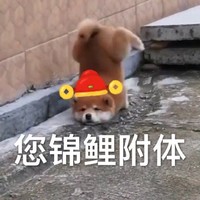 萌宠 汪星人 您锦鲤附体 拜年 搞怪 呆萌