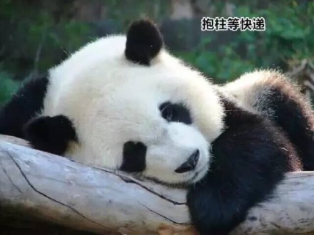 熊猫 睡觉 呆萌 抱柱等快递