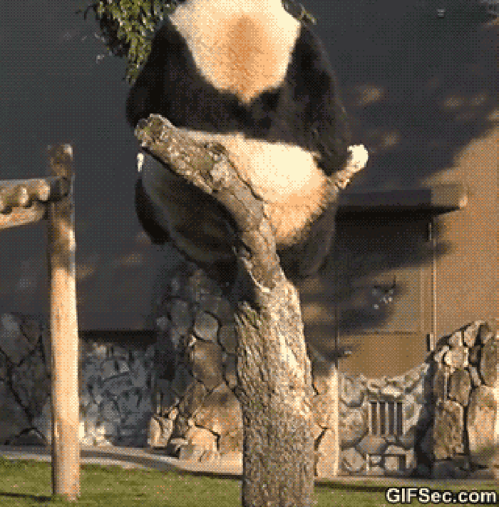 草地 树枝 熊猫 摔倒