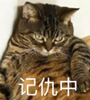 萌宠 猫星人 记仇中 生气 呆萌 可爱