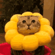 萌宠 猫星人 向日葵 花花 呆萌 可爱