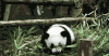 熊猫 摔倒 萌化了 天然呆 竹子 动物 panda