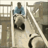 人家不依嘛 不要不要 熊猫 萌