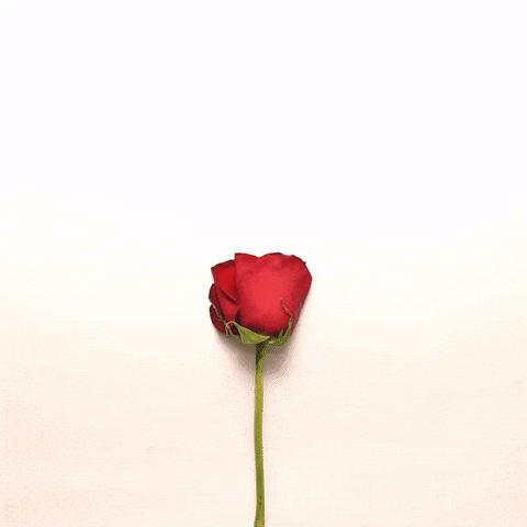 玫瑰 爱心 鲜花 心