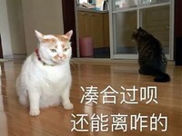 猫咪 喵星人 凑合过呗还能离咋的 搞笑 可爱