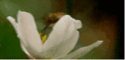 吮食 摇曳 昆虫 植物 神话的森林 纪录片 花蜜 蜜蜂 银莲花
